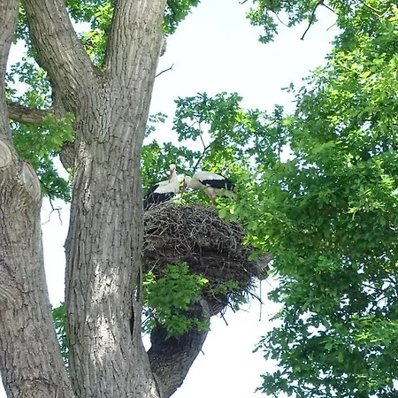 Szálloda Alte Fischerkate